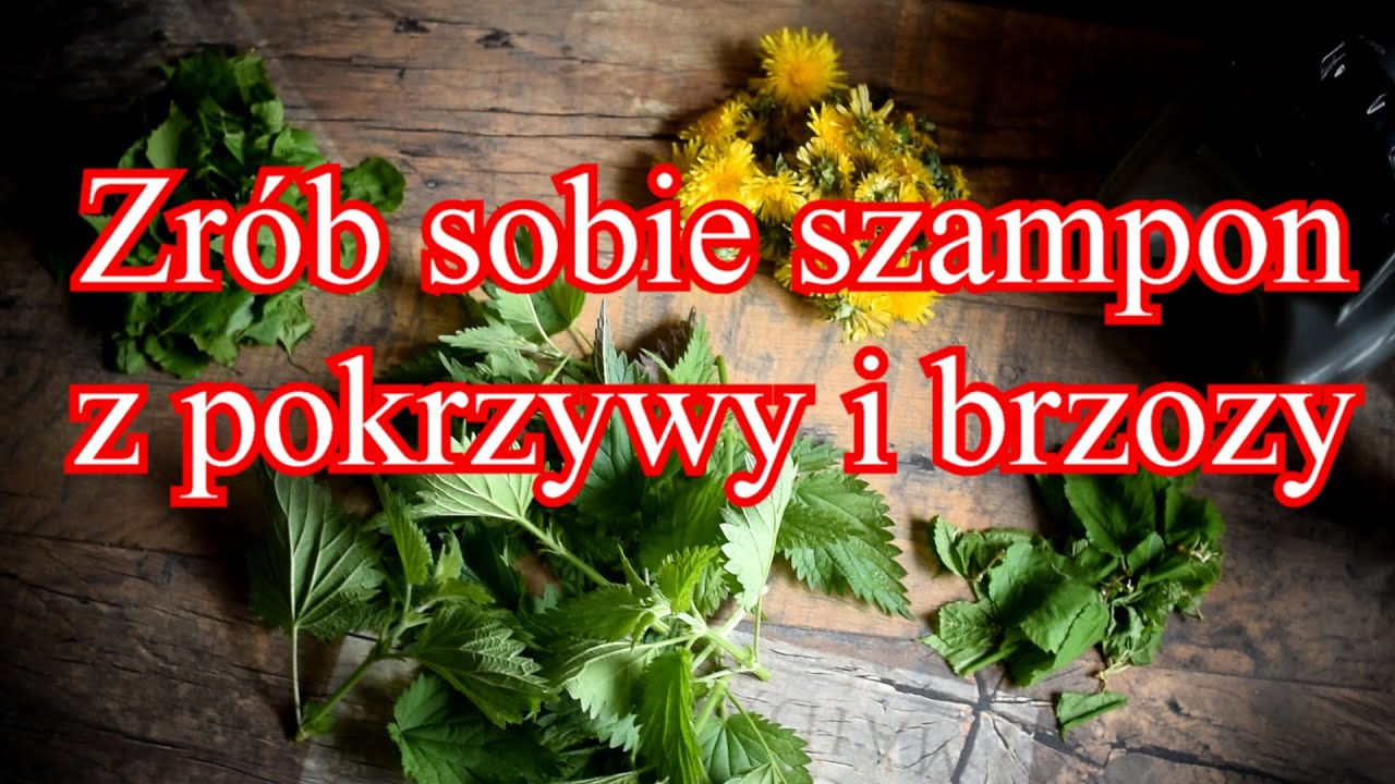 jak zrobić zdrowy szampon z pokrzyw