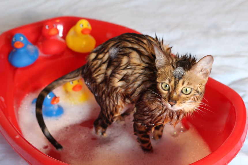 szampon dla kota zooplus