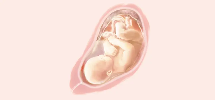33 tydzień ciąży waga dziecka pampers