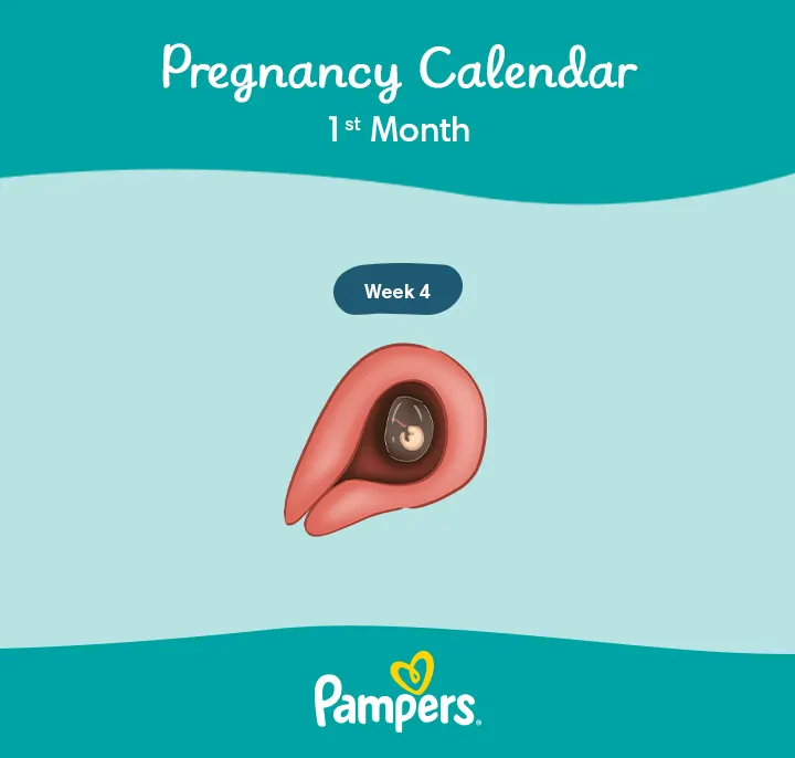 pampers 8 weeks pregnant