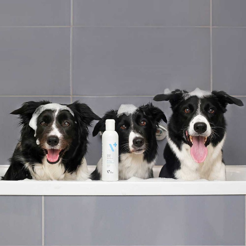 łojotok suchy szampon dla psów vetexpert