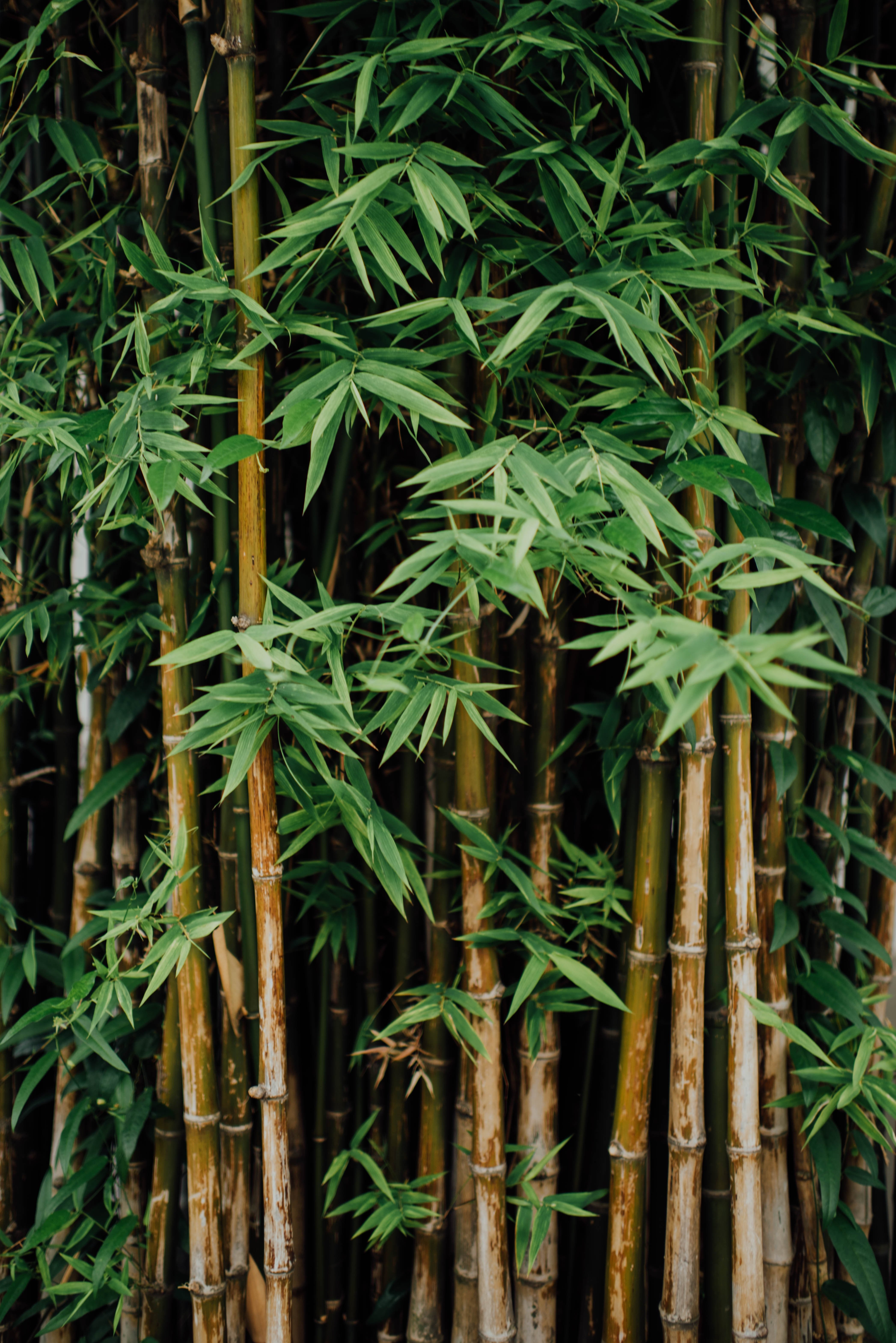 bamboo bambus