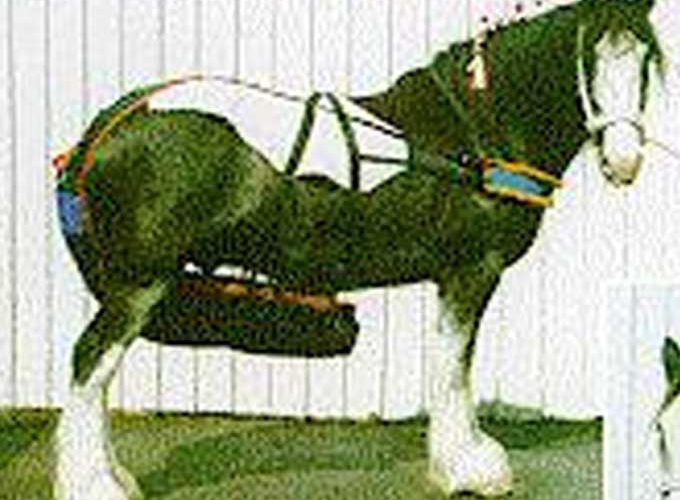 pampers for horses