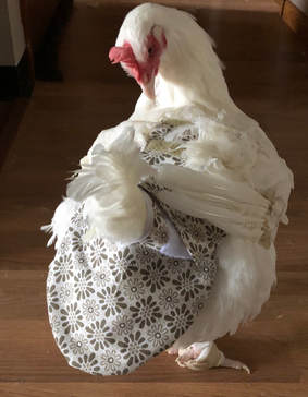 pampers for chickens