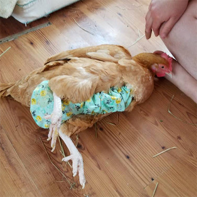 pampers for chickens