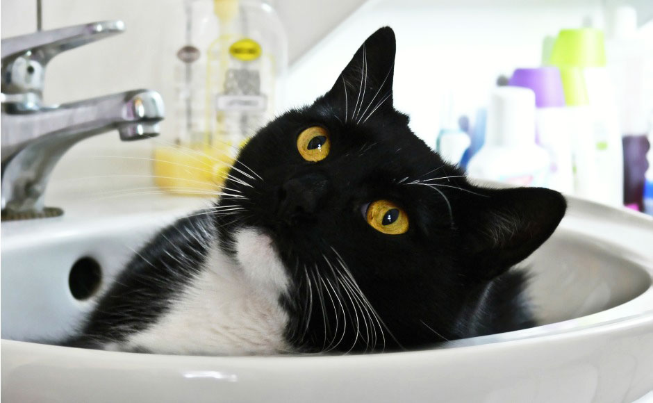suchy szampon dla kota jak używać