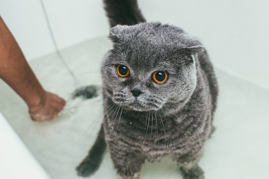szampon dla kota brytyjskiego na pchły