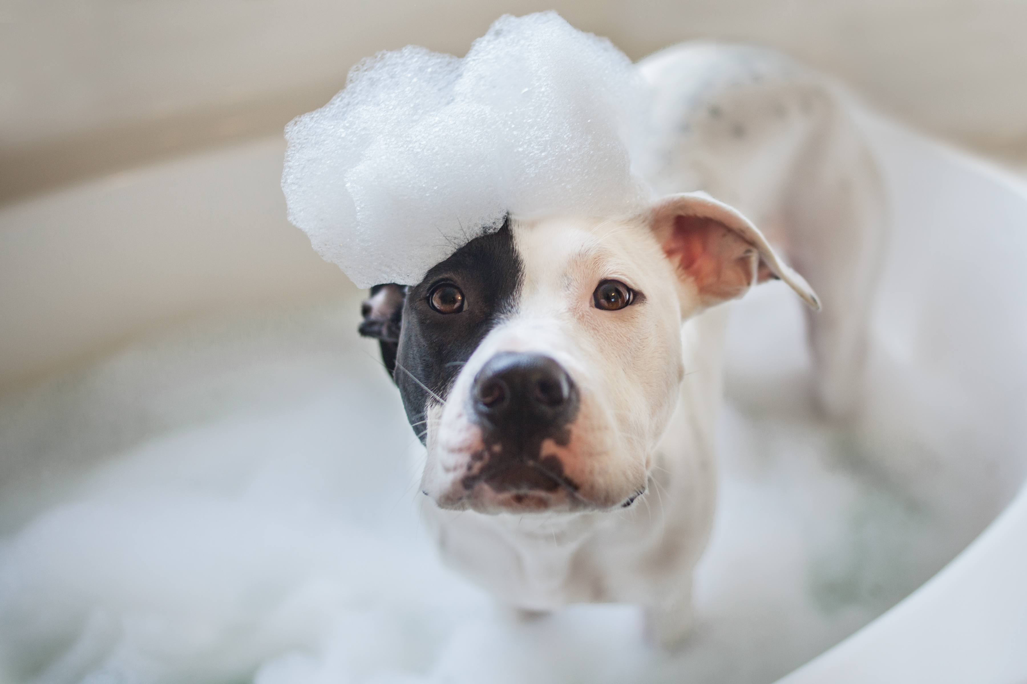 szare mydło zamiast szampon dla psa