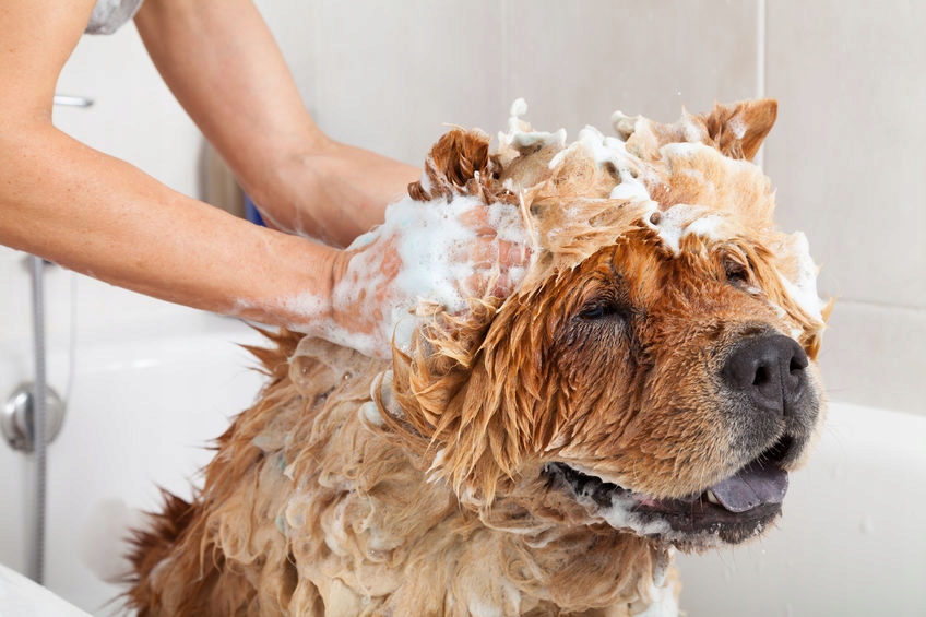 trixie aloe vera szampon dla psów